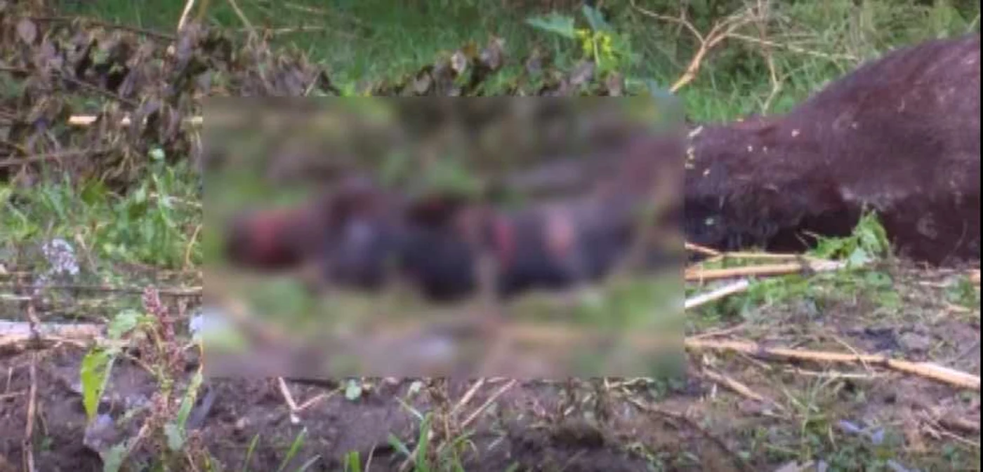 Animalul a fost abandonat la marginea pădurii