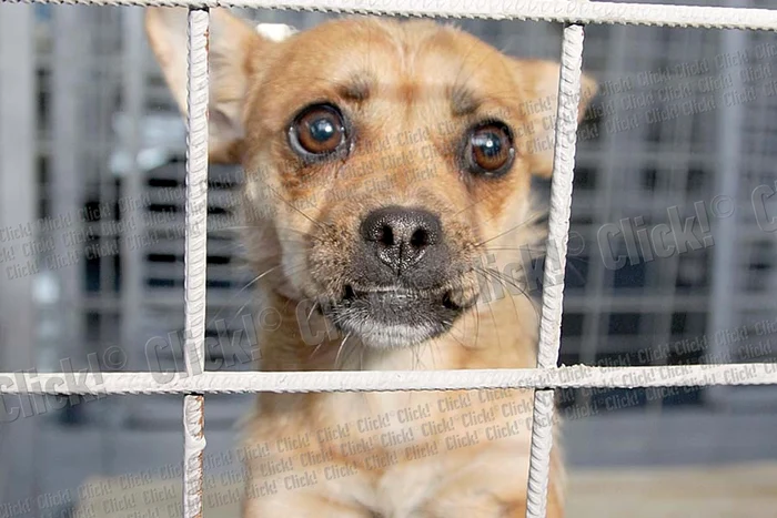 Gabriel, 9 ani, a văzut  în ziarul Click! un căţel  care i-a plăcut şi a vrut  să-l ia acasă, dar ieri  n-a fost zi de adopţii (Fotografii: Zoltan Lorencz)