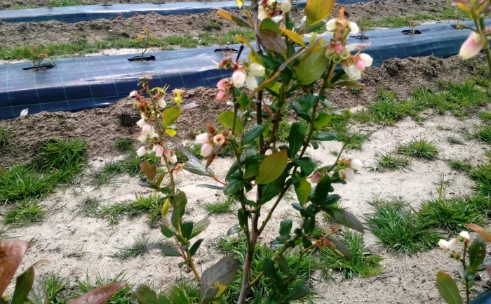 Plante care rodesc mai mulţi ani la rând. FOTO: Adevărul