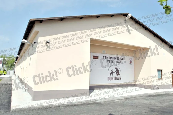 Maidanezi (Fotografii: Dorin Constanda/ mediafax)