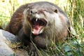otter 7427337 1280 jpg