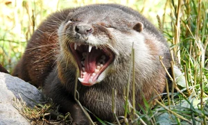 otter 7427337 1280 jpg