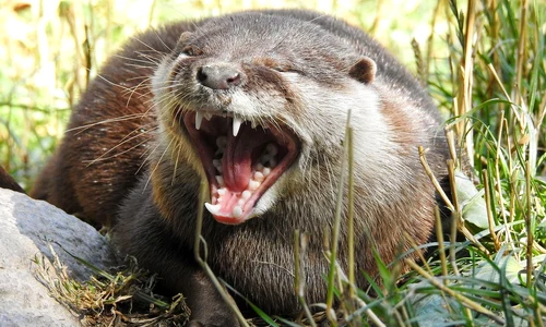 otter 7427337 1280 jpg