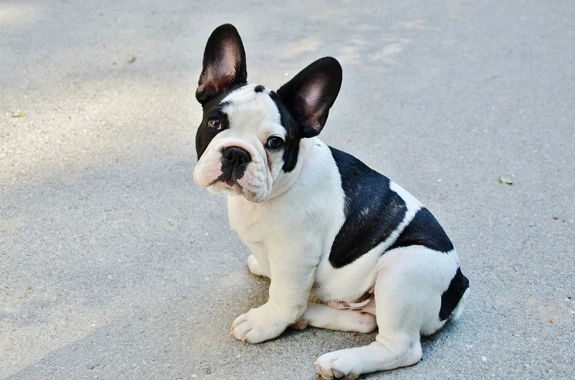 bulldog