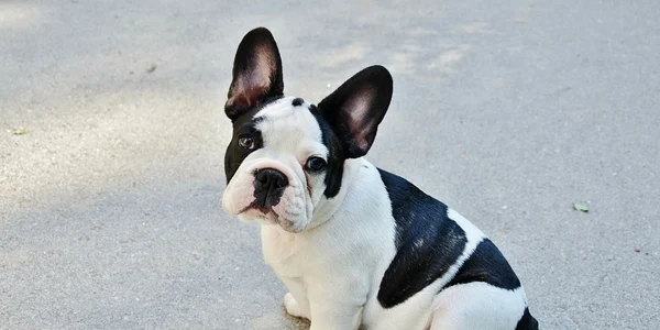bulldog