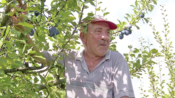 “Fructele sunt nemaipomenite”, arată nea Gabi