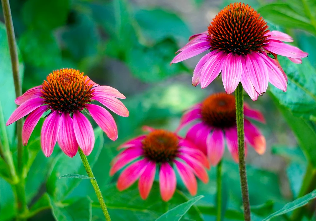 
    Echinaceea stimulează sistemul imunitarFoto: pixabay.com  