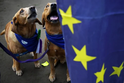 Marşul câinilor Anti-Brexit la Londra FOTO EPA-EFE