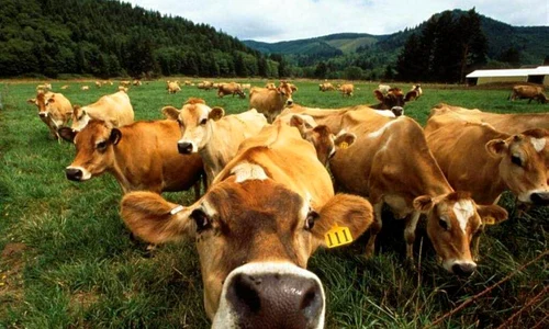 vaca jpeg