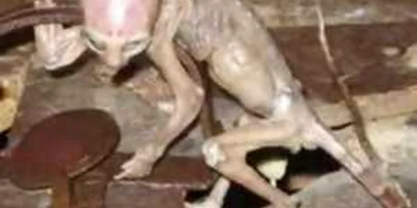 VIDEO Un pui de extraterestru a fost prins de nişte fermieri
