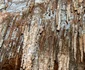 pestera tausoare 5