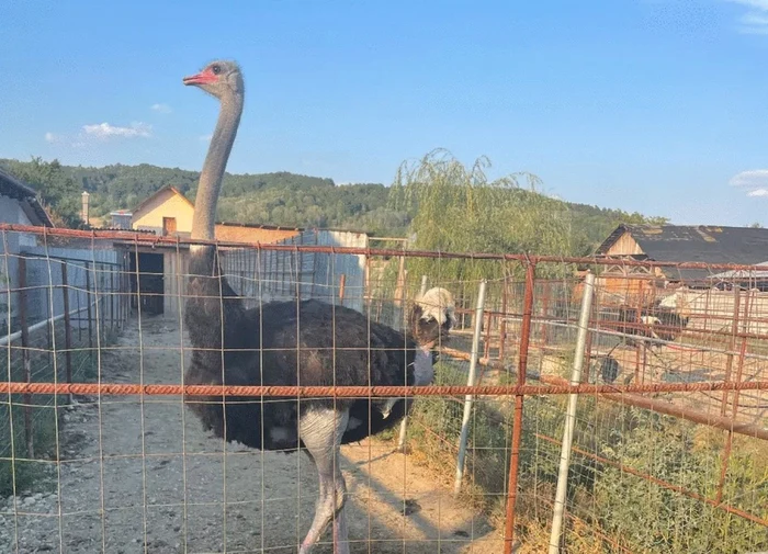 Familia Cilincă se ocupă de vânzarea puilor de struţi FOTO: Constantin Cilincă