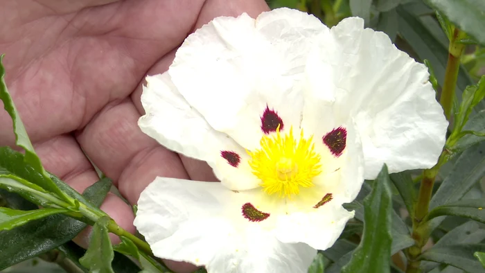Petalele au un desen aparte în interior. FOTO Iulian Bunilă
