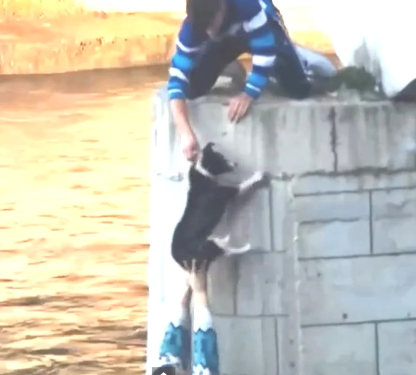 
    Pentru a salva câinele de sub pod, tinerii și-au pus viețile în pericolFoto: Captură video  