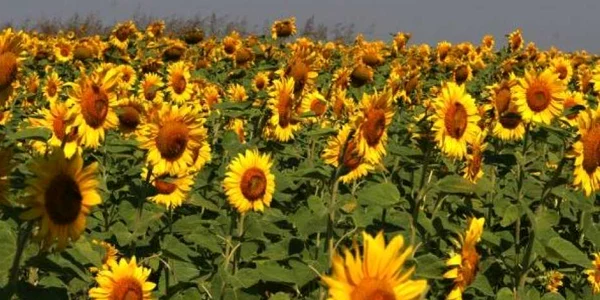 floarea soarelui tulcea