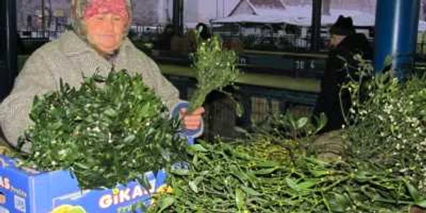 Tradiția spune că vâscul aduce noroc și optimism