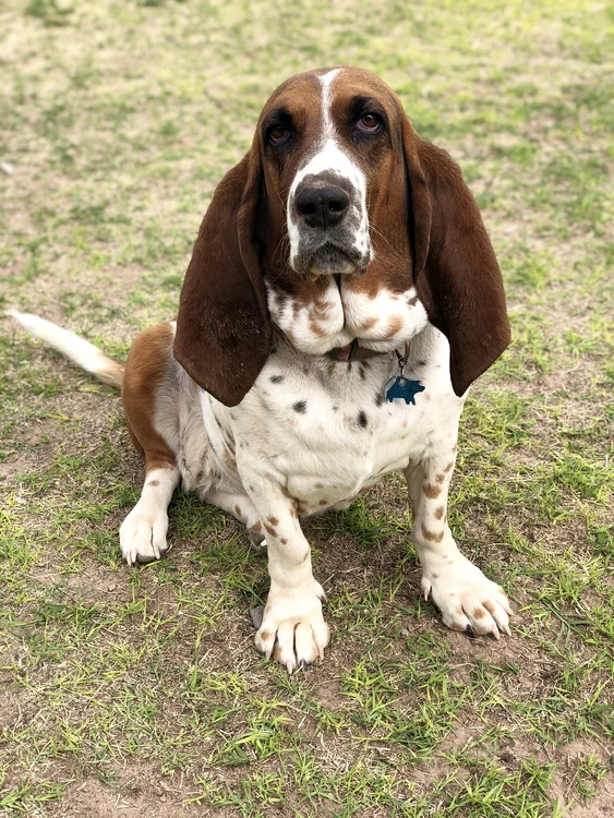 Basset hound, Pixabay jpg