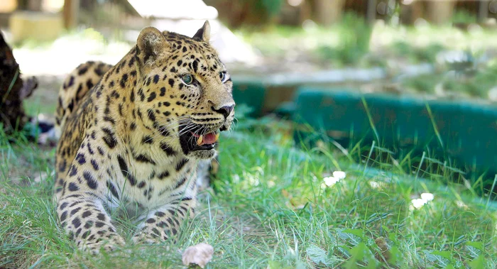 
    Unul dintre cele mai rare și periculoase animale poate fi admirat  acum la Zoo București. În toată lumea mai sunt doar 40 de exemplare  