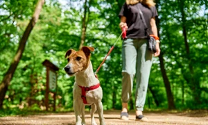 caine plimbare istock jpg