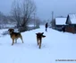 Iarna în Poiana Răchiţelii foto daniel guta adevarul