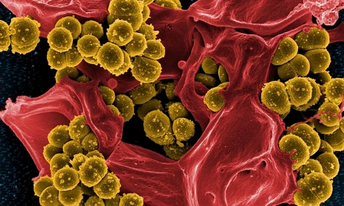 1 67728 original jpg jpeg