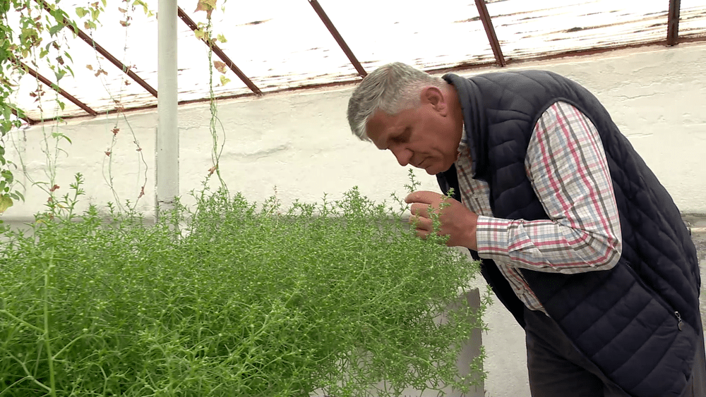 Caracteristicile unice ale Sarsola, super-leguma care sfidează schimbările climatice în România