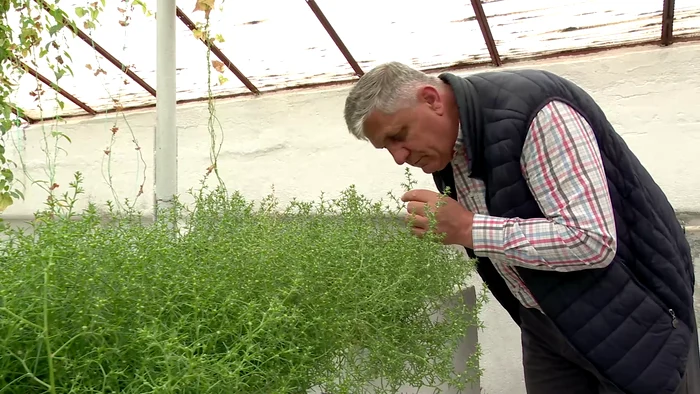 Salsola Soda a fost aclimatizată de echipa cercetătorului Costel Vânătoru. FOTO Iulian Bunilă