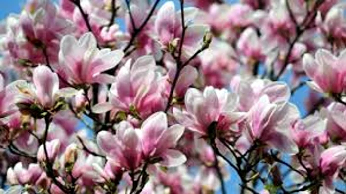 Magnolia prevestește averi rentabile realitatea. net