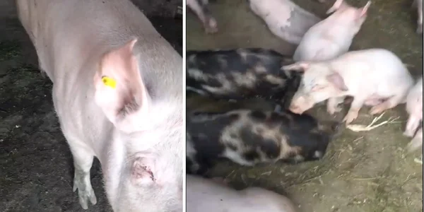 Acţiune de asomare a unor porci dintr-o exploataţie non-profesională din Mihăeşti - Vâlcea sub suspiciunea de pestă porcină Foto colaj