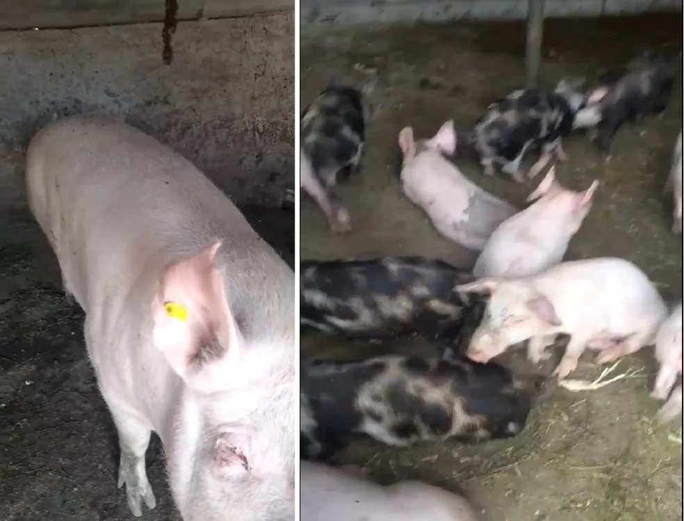 Acţiune de asomare a unor porci dintr-o exploataţie non-profesională din Mihăeşti - Vâlcea sub suspiciunea de pestă porcină Foto colaj