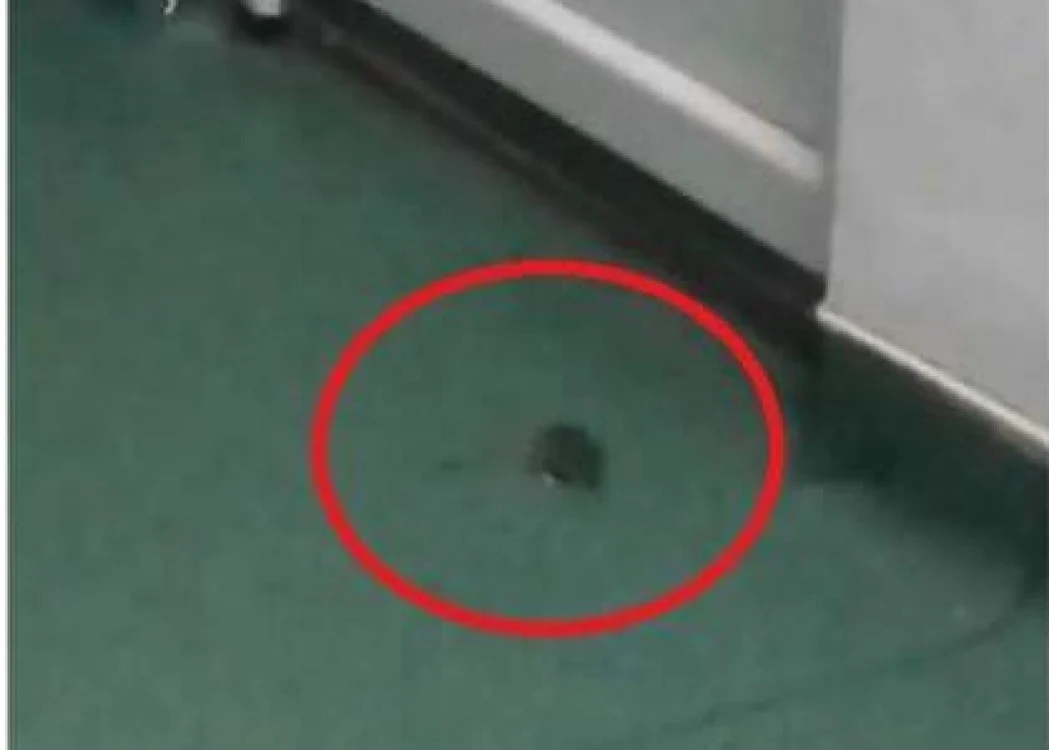 Şorecii umblă nestingheriţi prin saloane, la câţiva metri de copiii bolnavi