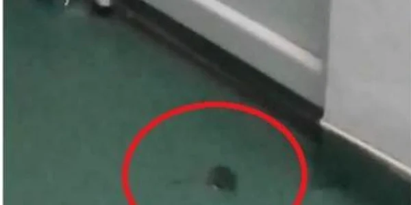 Şorecii umblă nestingheriţi prin saloane