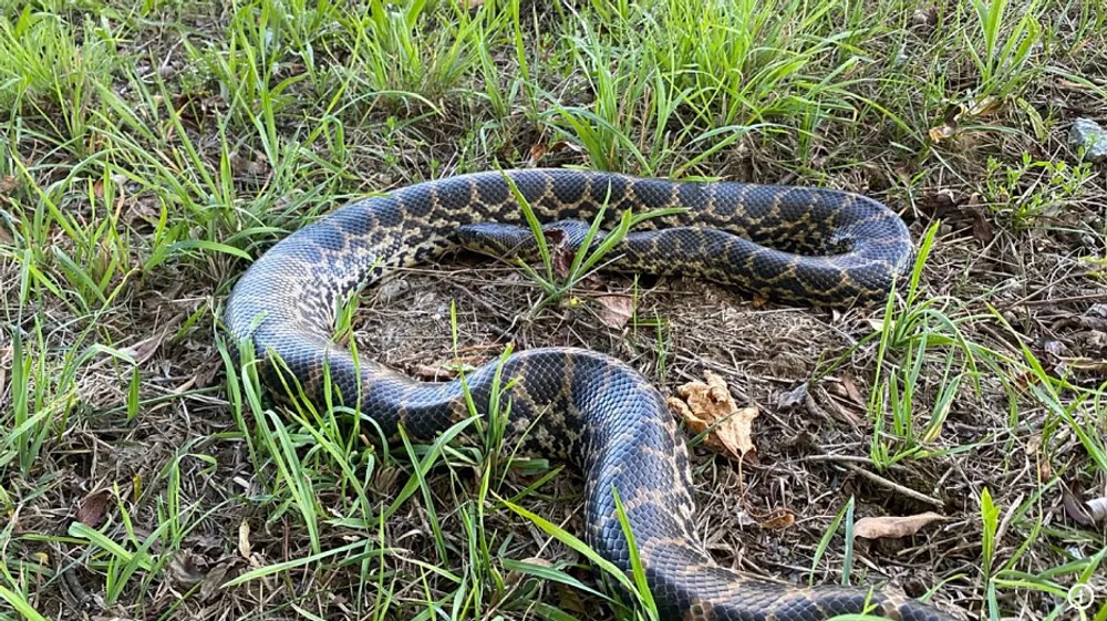 Un șarpe anaconda uriaș, descoperit pe malul Dunării. Poliția caută proprietarul