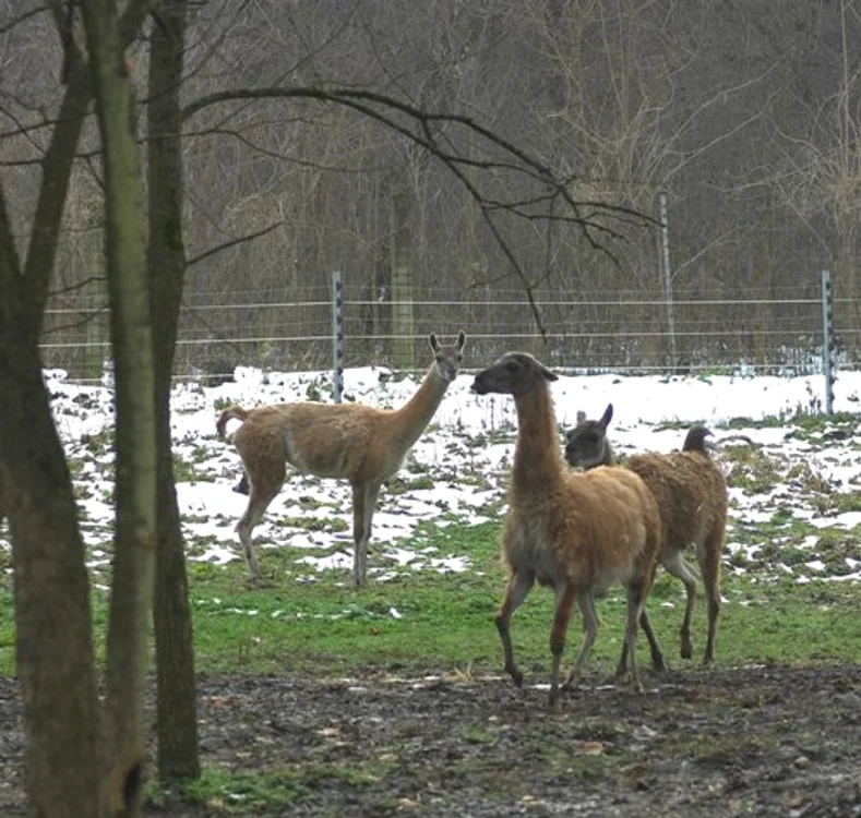 Guanaco