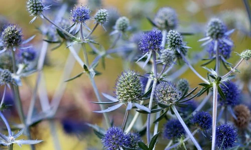 1 scai vanat jpg jpeg