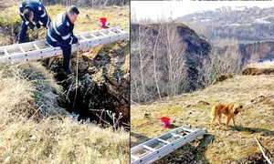 baza5 actu baza caine jpeg