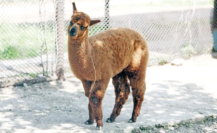 Puiul de alpaca are două luni şi e foarte timid