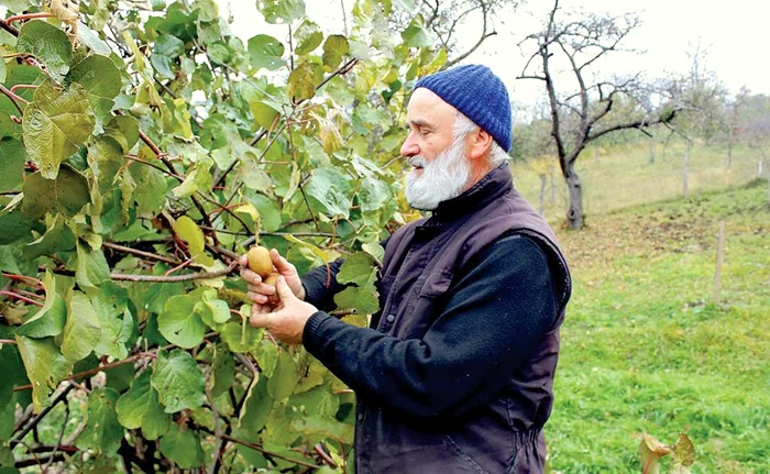Părintele Sabin Făgăraş a adus plantele de kiwi din Italia în urmă cu opt aniFotografii: Transilvania Reporter/ Dan Bodea