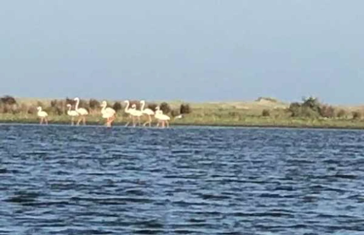 Grupul de păsări flamingo fotografiat în Delta Dunării FOTO ARBDD