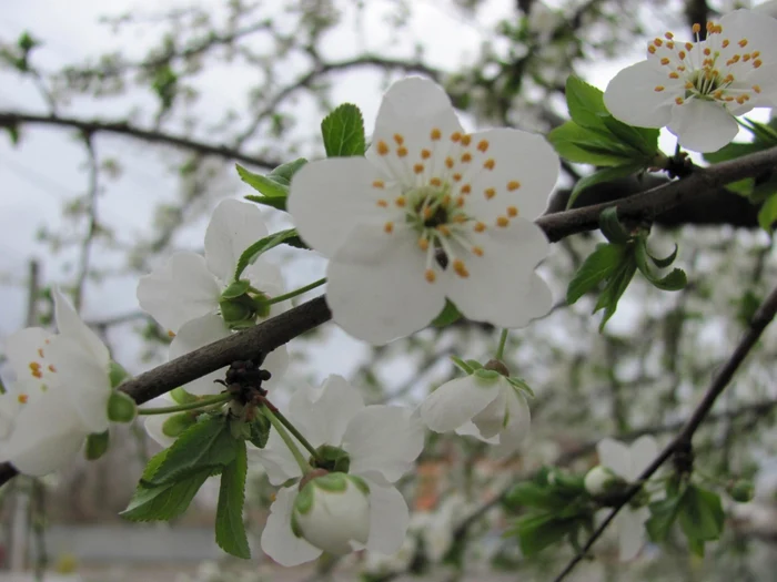 Natura s-a trezit la viaţă Foto:Adevărul