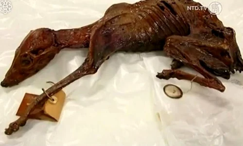 A fost descoperită mumia unui animal de companie de acum 1 000 de ani jpeg