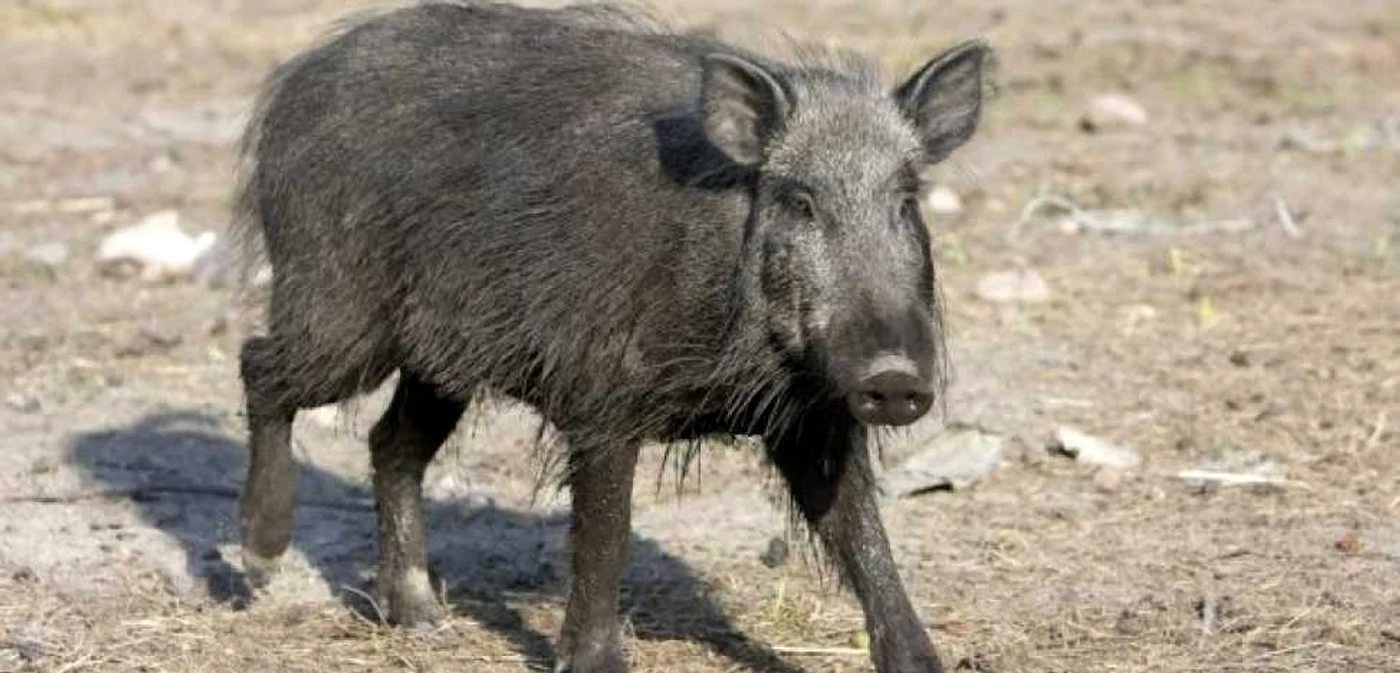 Mistretii fac ravagii in Maramures FOTO:Arhiva