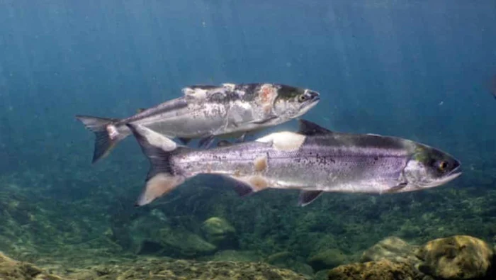 Somonii afectaţi de caniculă FOTO: Columbia Riverkeeper