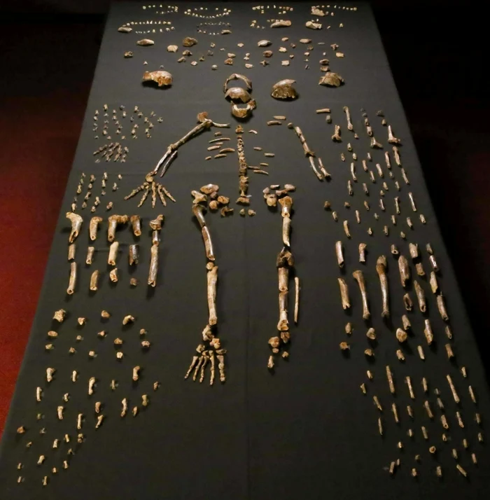 Homo naledi schelet jpg jpeg