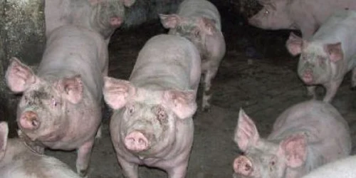 Arhivă Adevărul