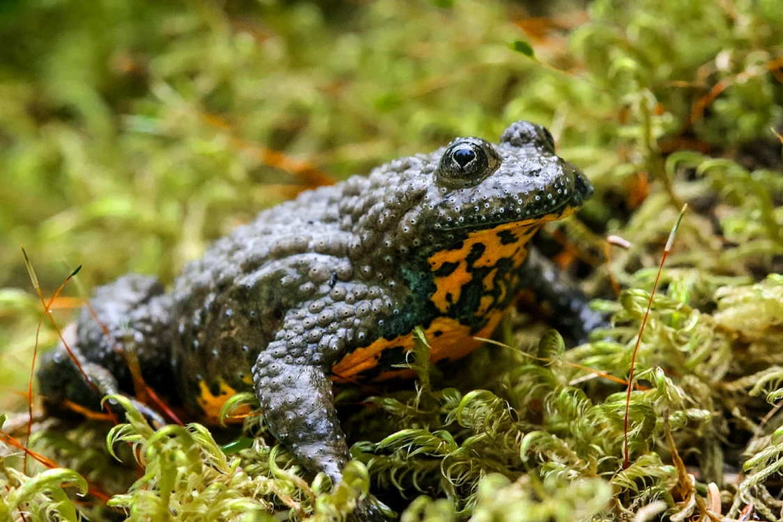 broscuta bombina foto fieldherping.eu