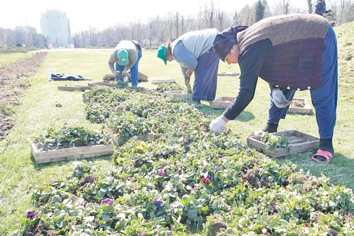 În timp ce jumătatea  de nord  a ţării a scăpat de ninsori, în  sud urgia abia acum ajunge.  Viscolul va face ravagii în 9 judeţe, unde s-a dat cod portocaliu (Fotografii: click!)