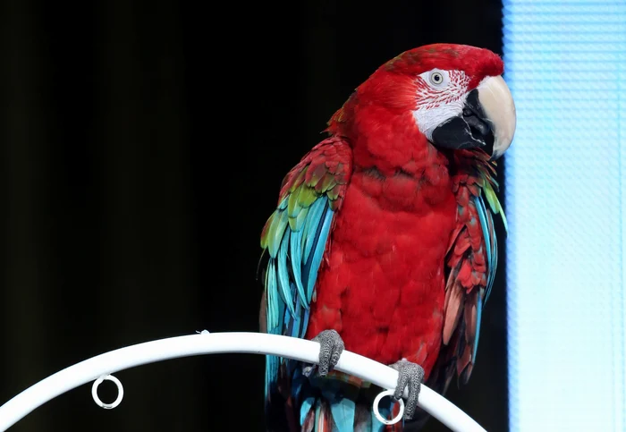 Bărbatul și-a tatuat până și globurile ocularefoto: Mirror