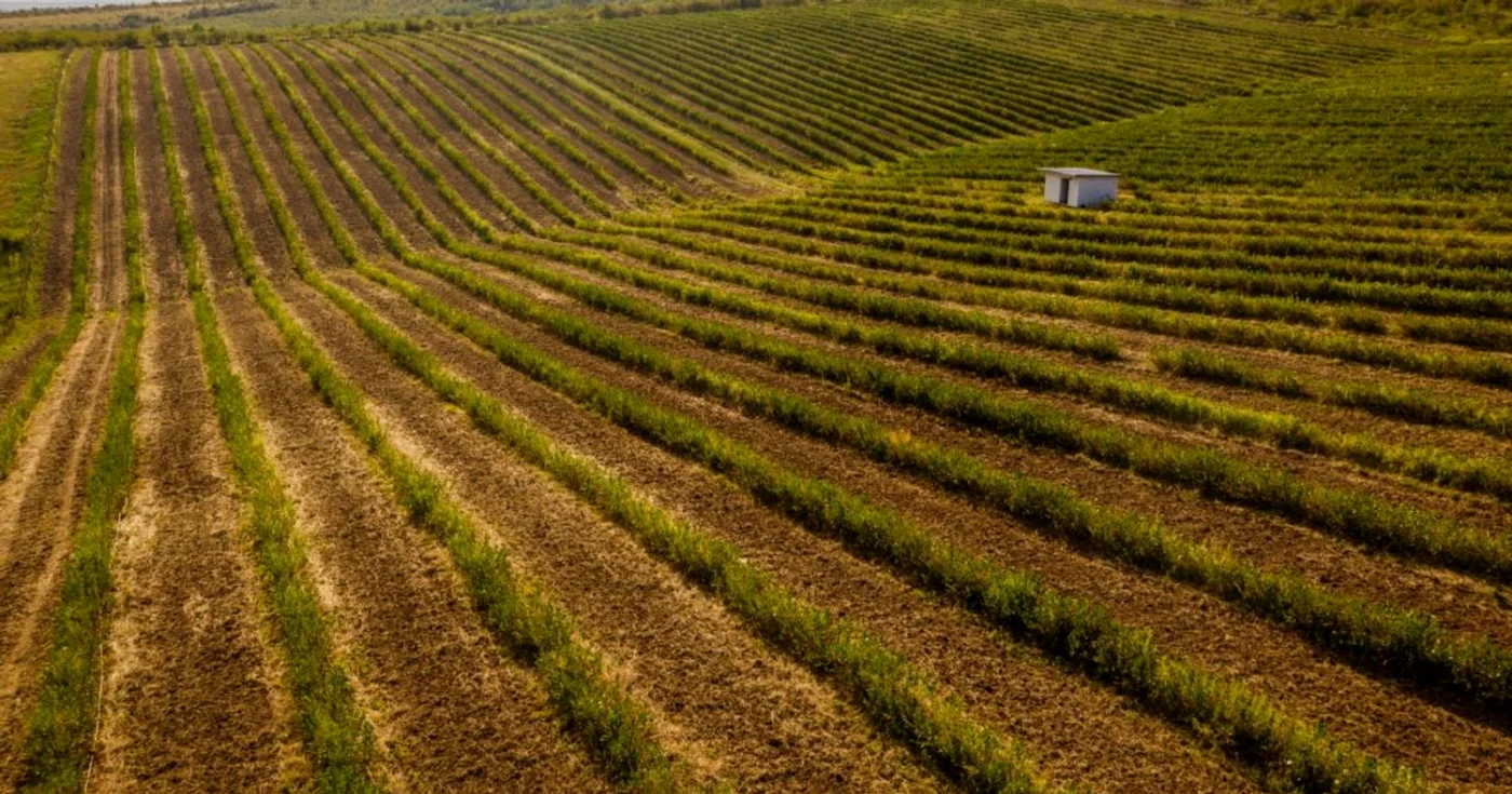 Cea mai mare plantaţie de aronia din România se află în judeţul Timiş