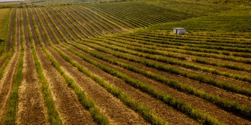 Cea mai mare plantaţie de aronia din România se află în judeţul Timiş